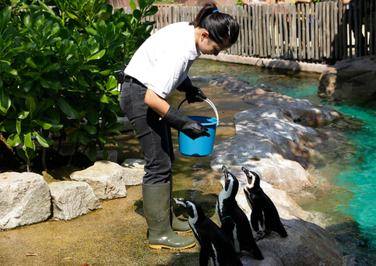 Closure of Jurong Bird Park